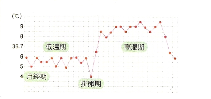 測る 時間 体温 基礎